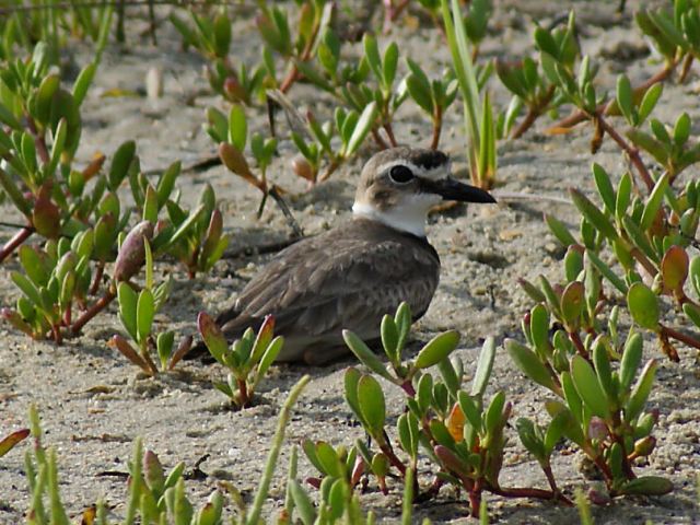 Wilson's Plovers